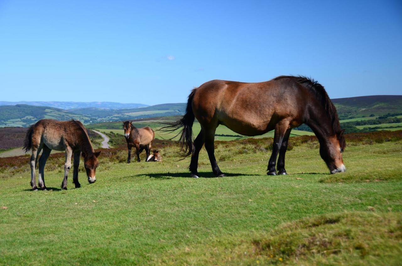 Southcliffe B&B Lynton Dış mekan fotoğraf